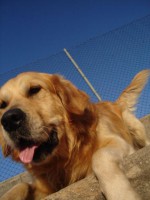 /album/galeria-de-fotos-marley/marley-1-ano-3-jpg/